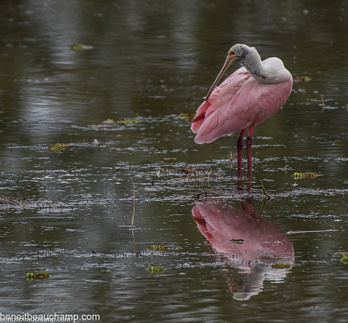 Roseate Spoonbill - ML641540229