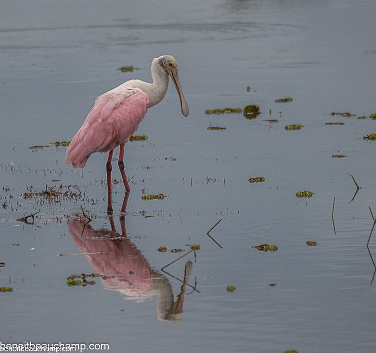 Roseate Spoonbill - ML641540230