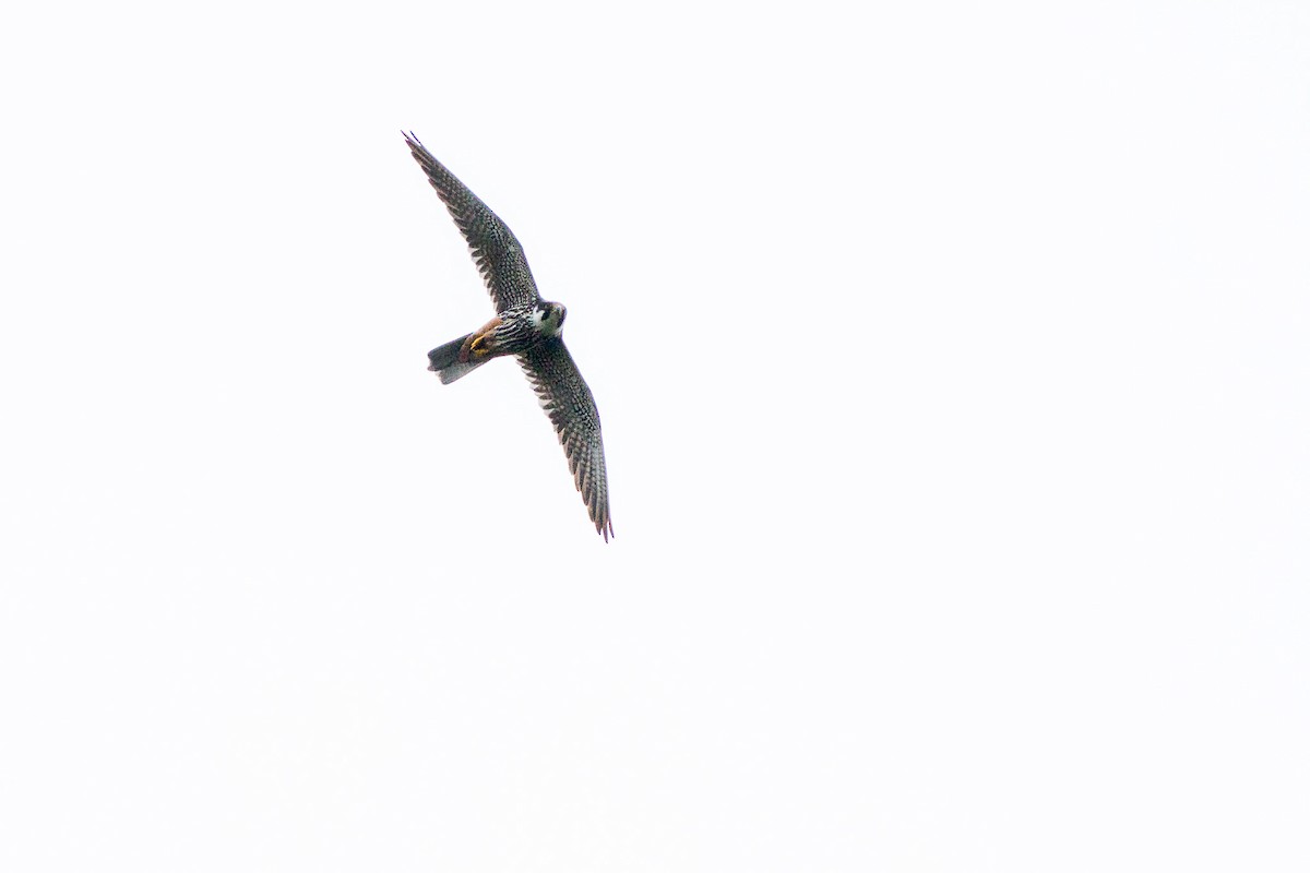 Eurasian Hobby - ML641540231