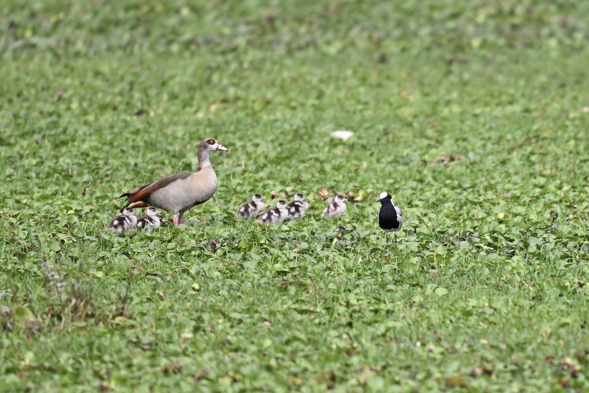 Egyptian Goose - ML641540232