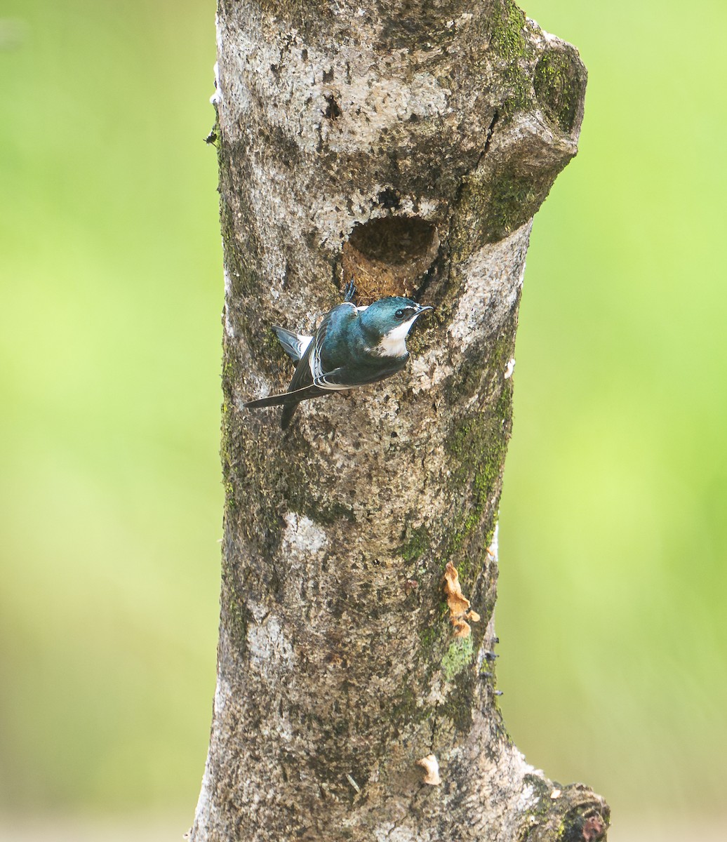 Mangrove Swallow - ML641540248