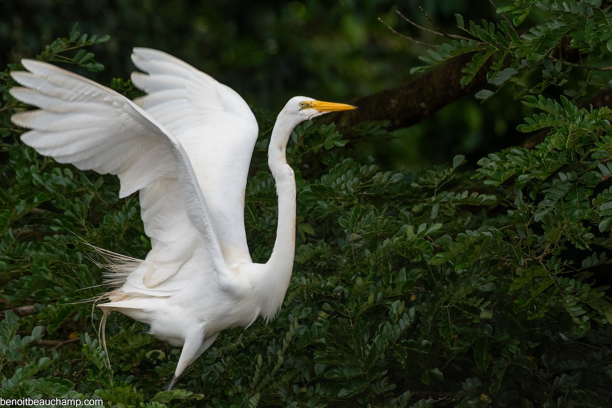 Snowy Egret - ML641540273