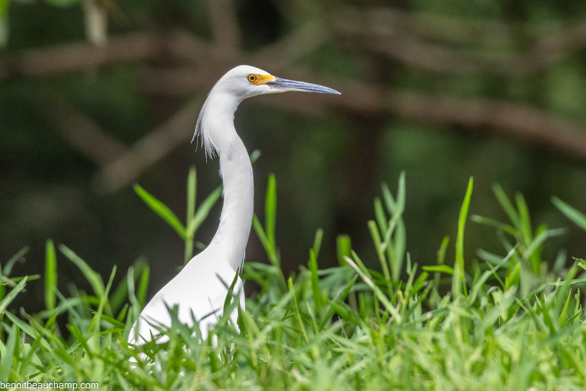 Snowy Egret - ML641540277