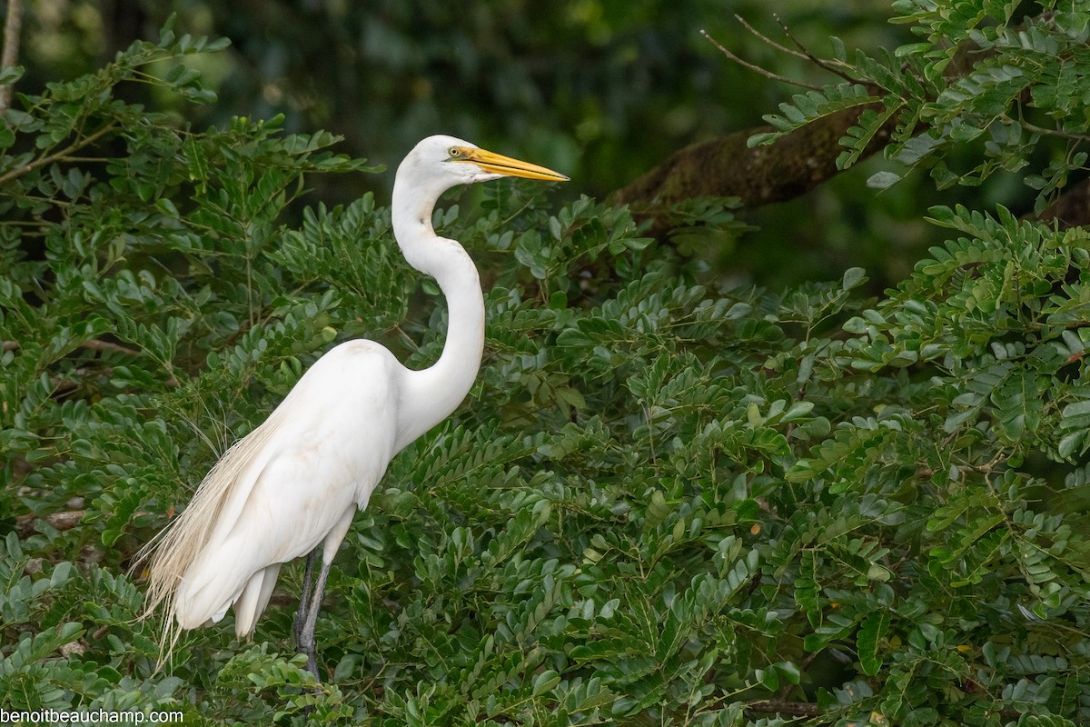 Snowy Egret - ML641540278