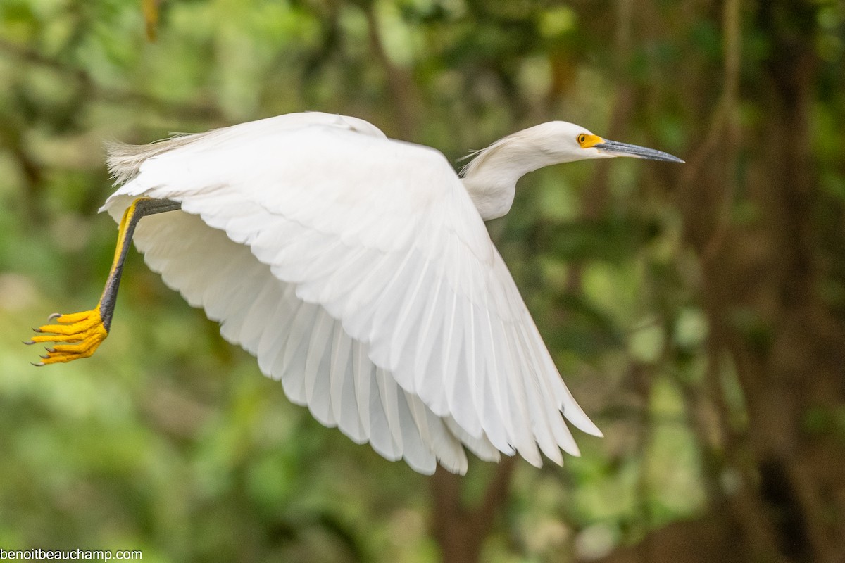 Snowy Egret - ML641540279
