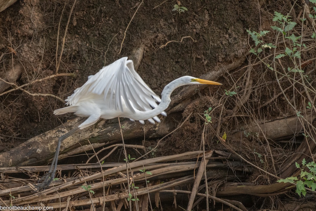 Snowy Egret - ML641540280