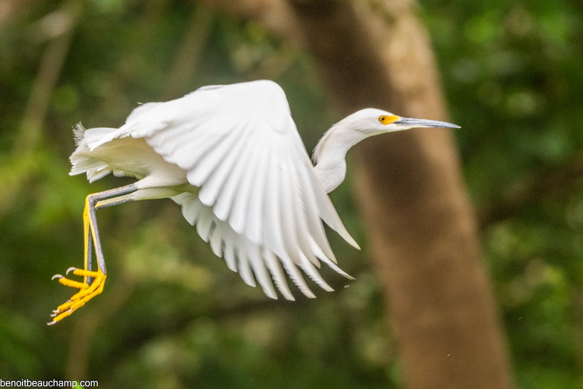 Snowy Egret - ML641540281