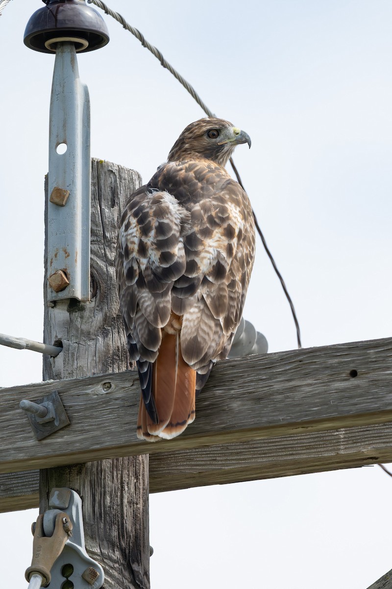 Red-tailed Hawk - ML641540296