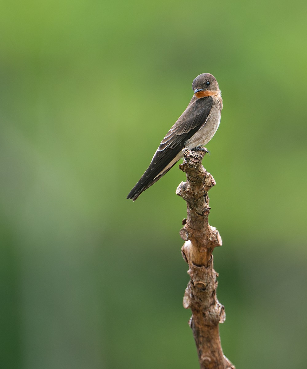 Southern Rough-winged Swallow - ML641540301