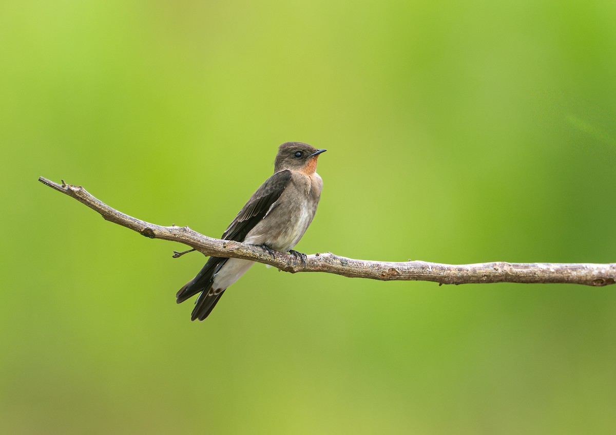 Southern Rough-winged Swallow - ML641540302