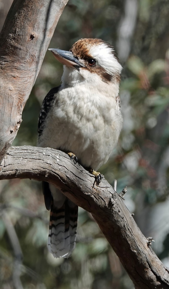 latterkokaburra - ML641540303