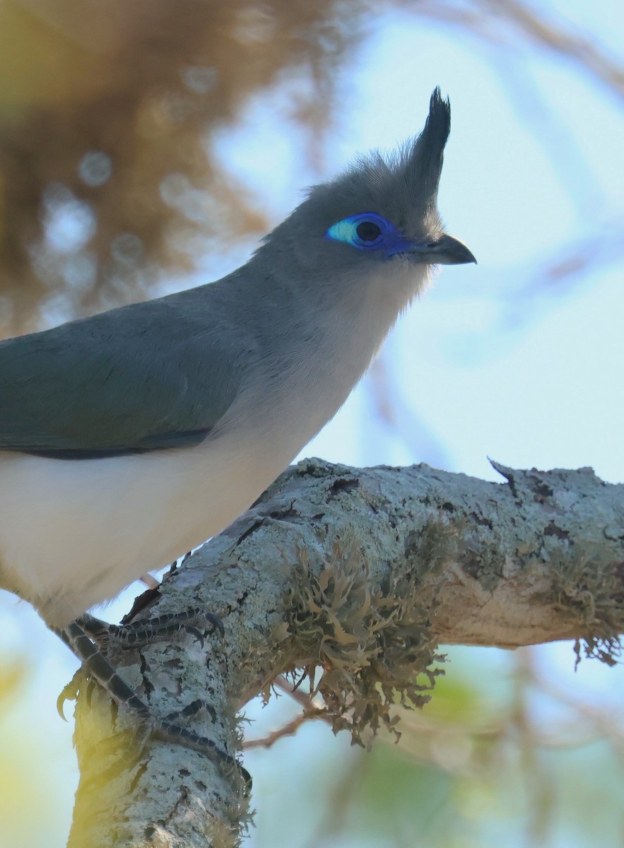Verreaux's Coua - ML641540305