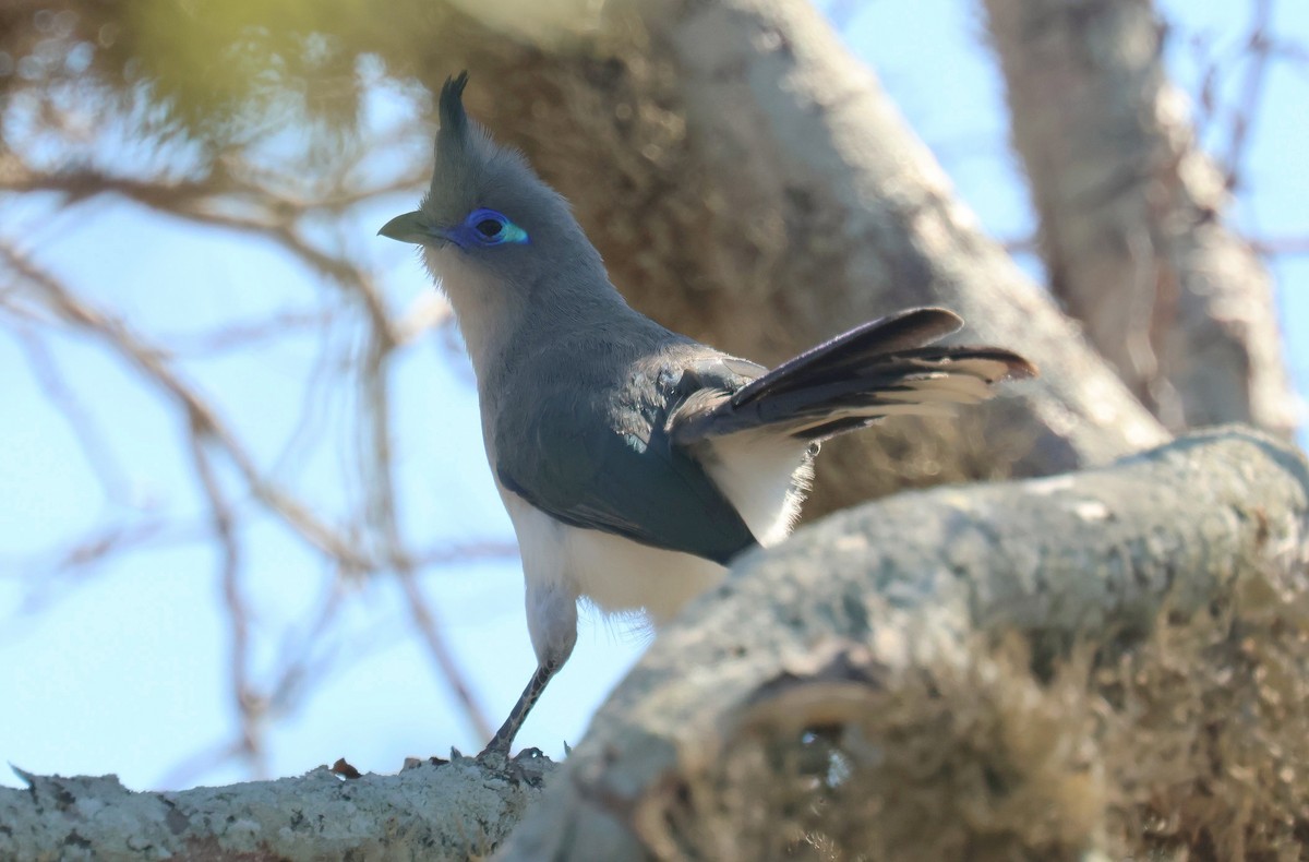 Verreaux's Coua - ML641540306