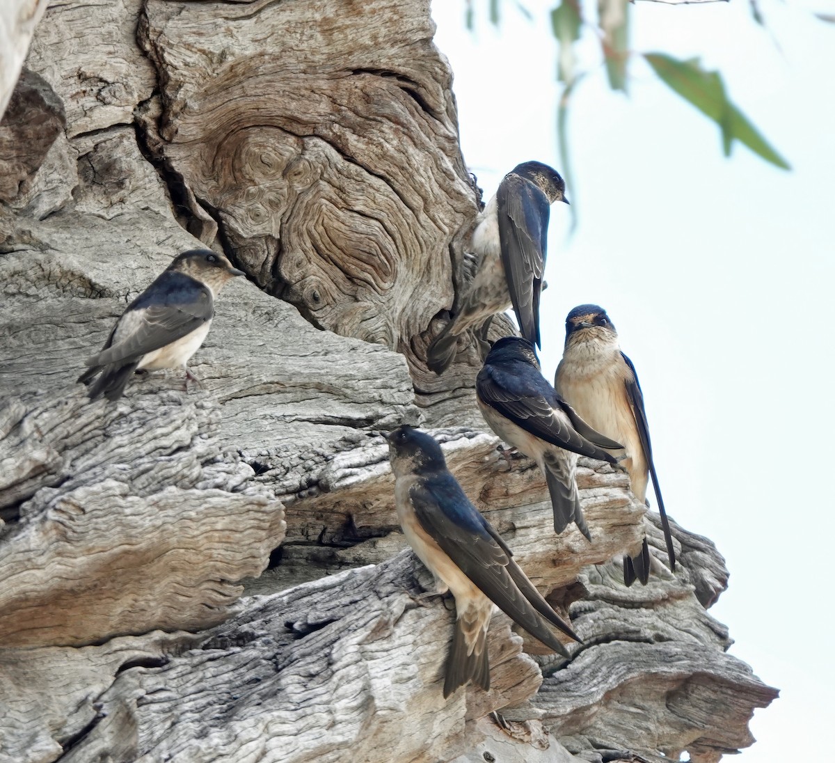 Tree Martin - ML641540307