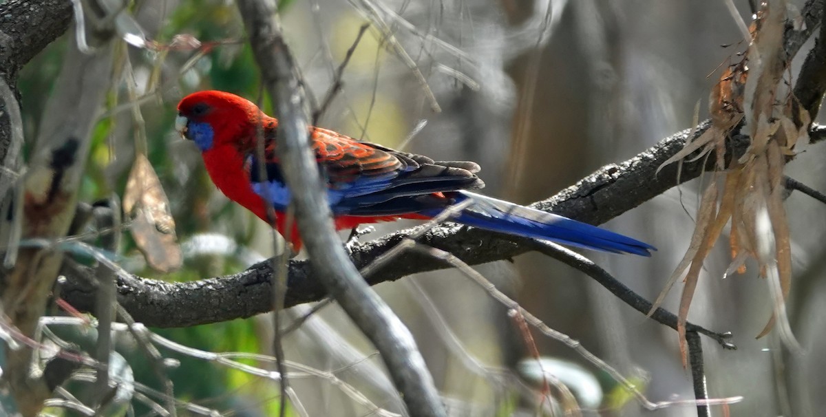 Crimson Rosella - ML641540318