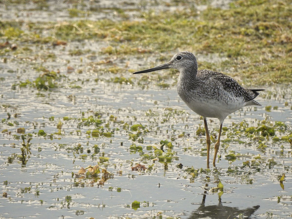 Greater Yellowlegs - ML641540320