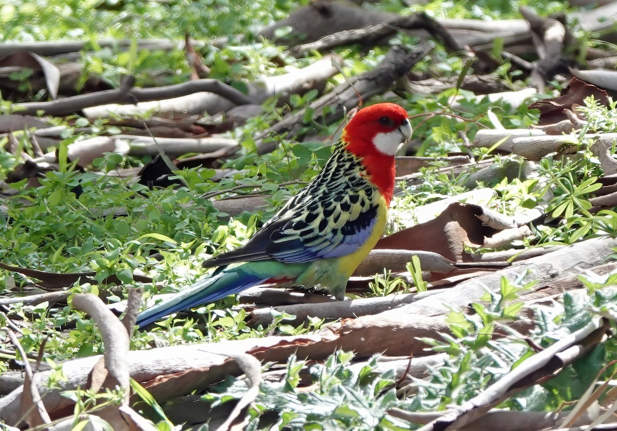 Eastern Rosella - ML641540323