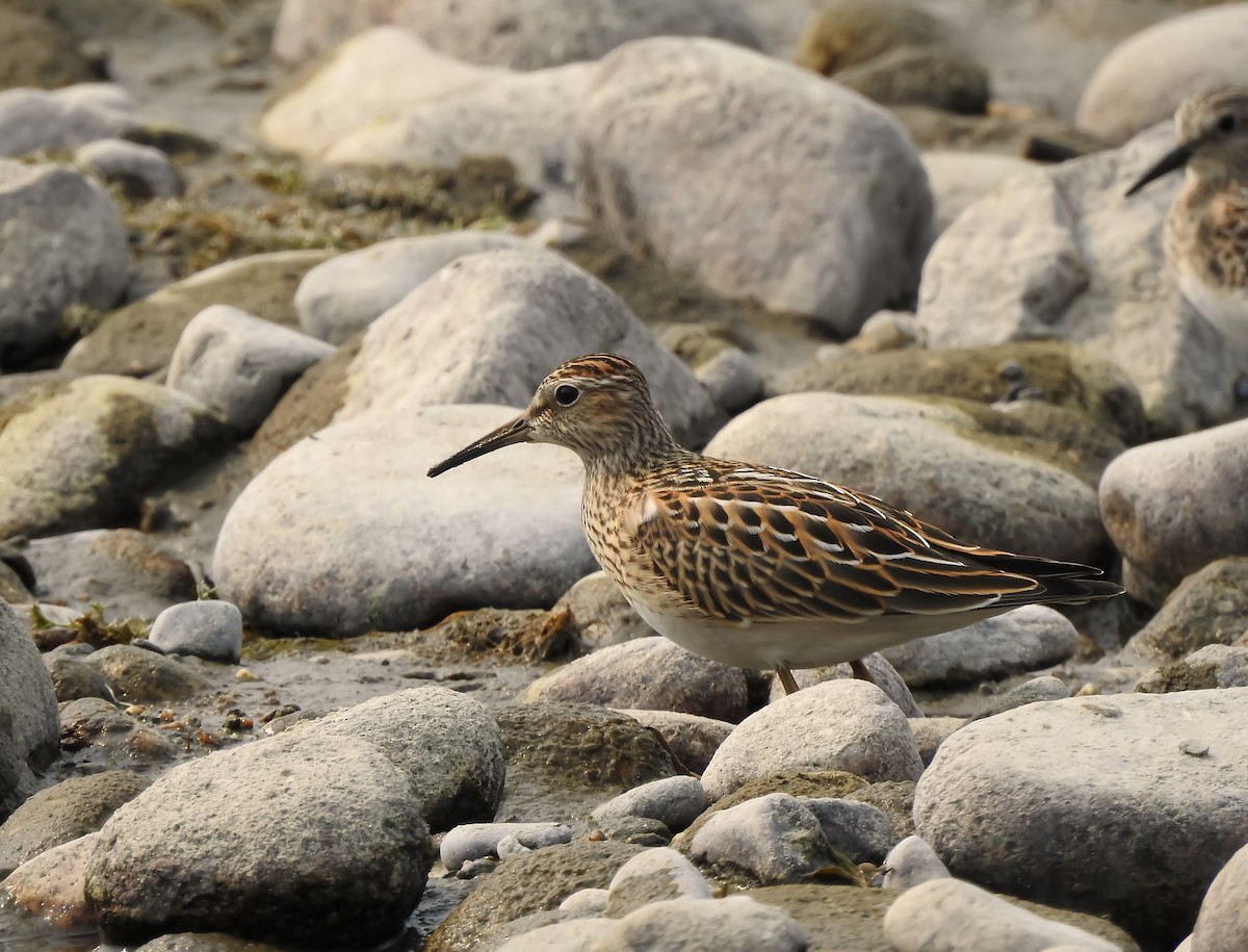 Pectoral Sandpiper - ML641540328