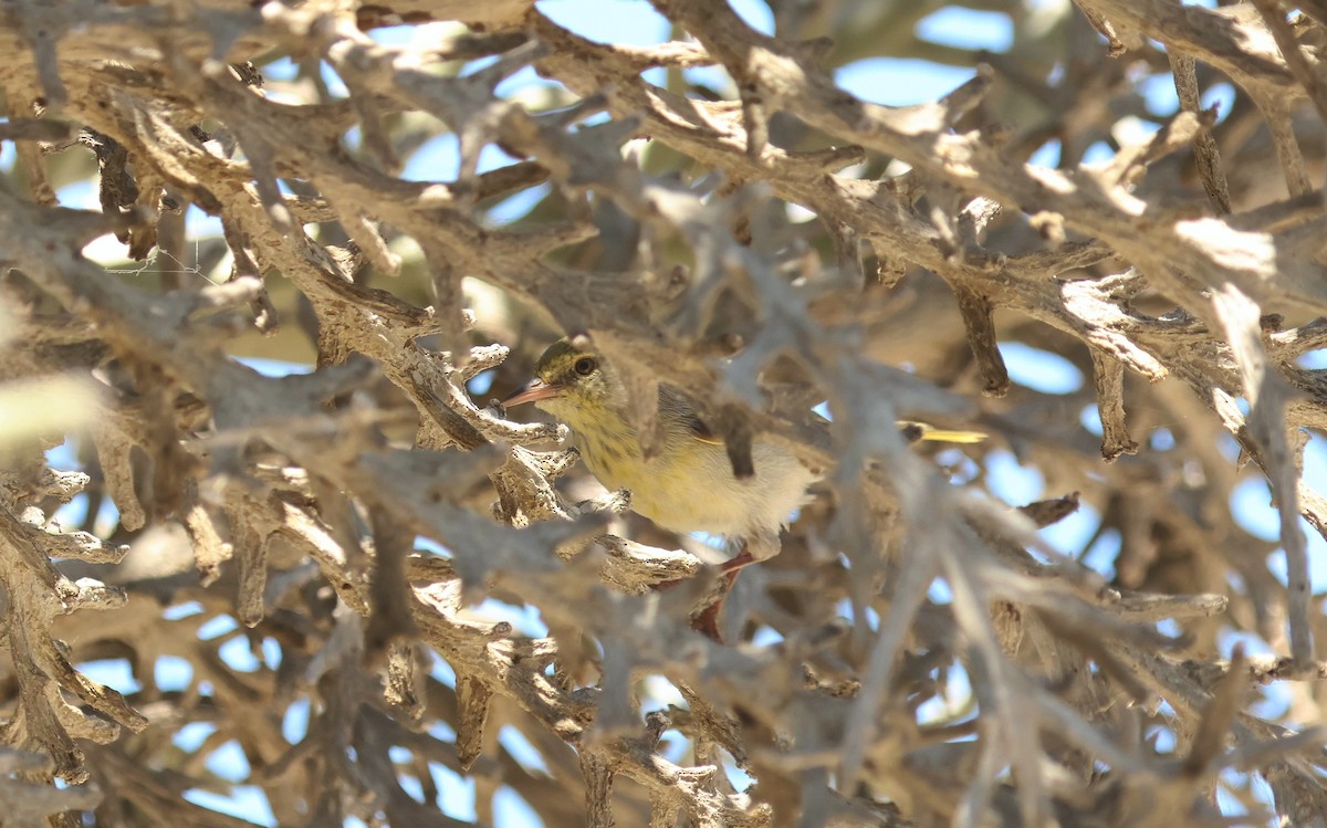 Ереса смугастогорла - ML641540339
