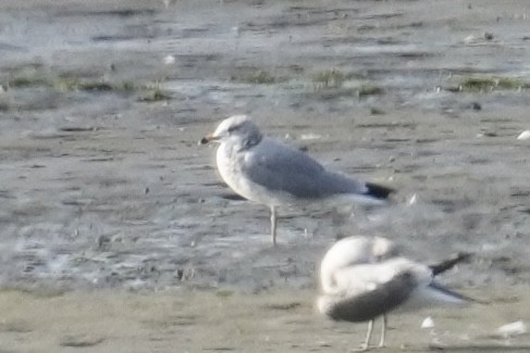 Ring-billed Gull - ML641540345