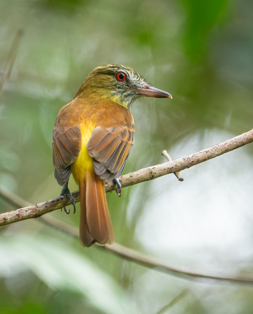 Bright-rumped Attila - ML641540355