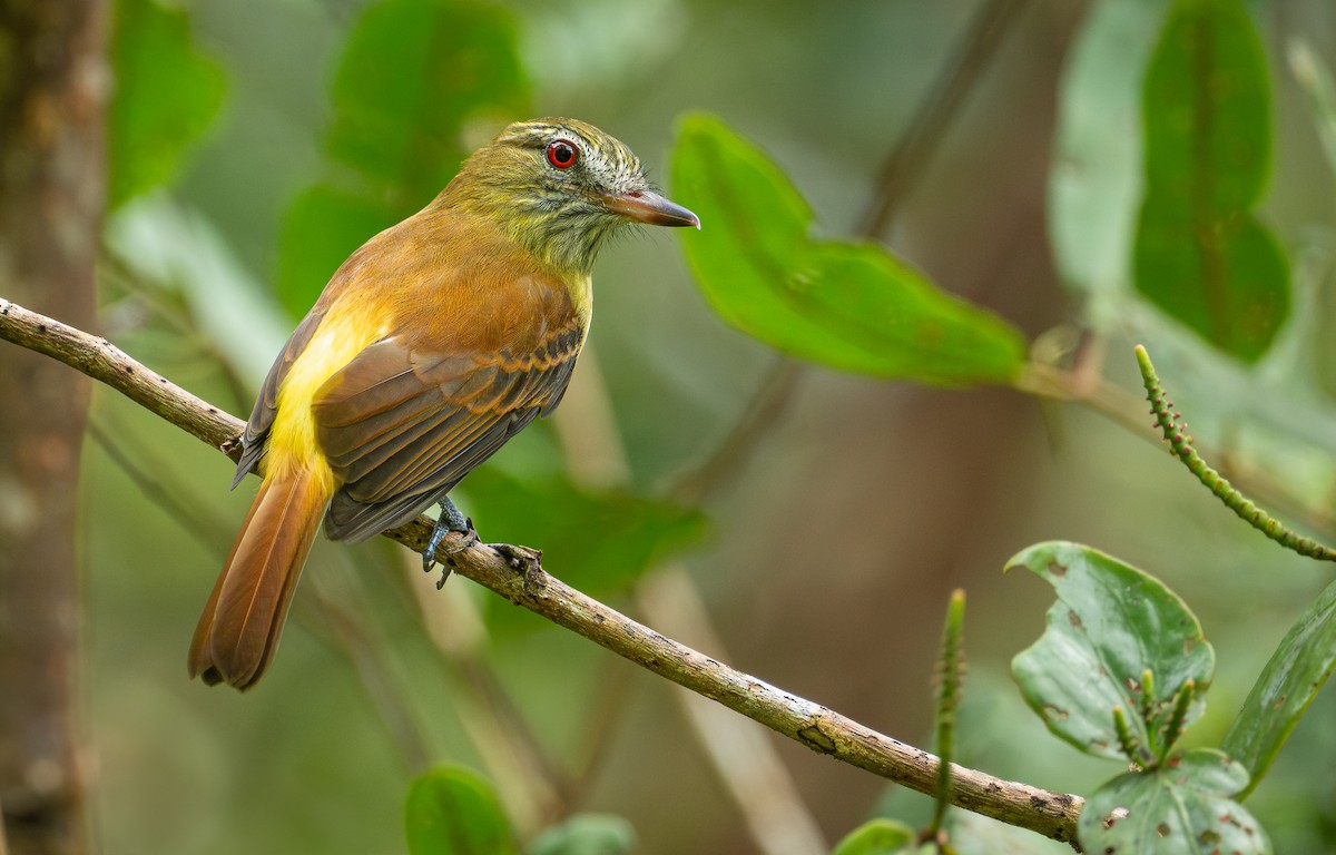 Bright-rumped Attila - ML641540356