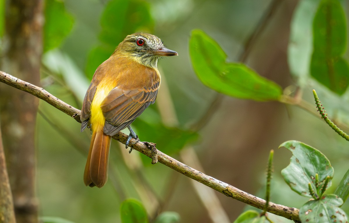 Bright-rumped Attila - ML641540357