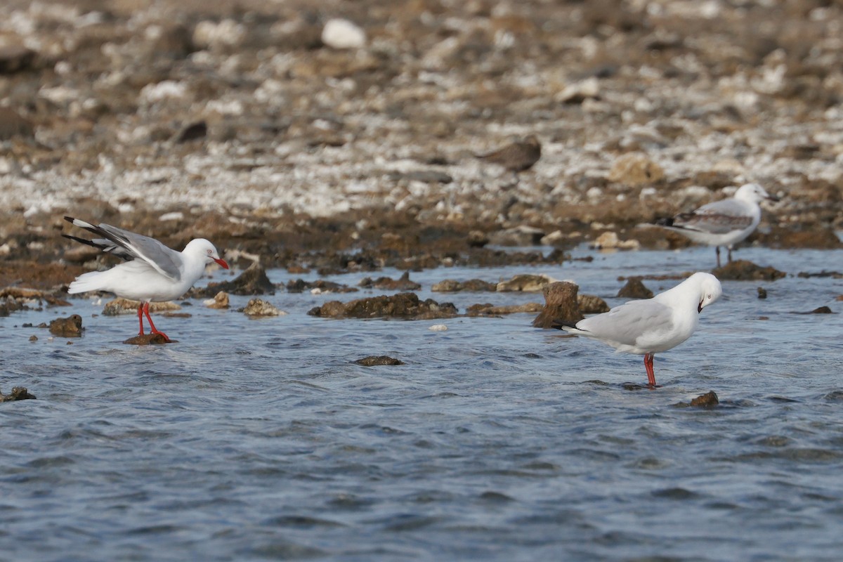 Mouette argentée - ML641540385