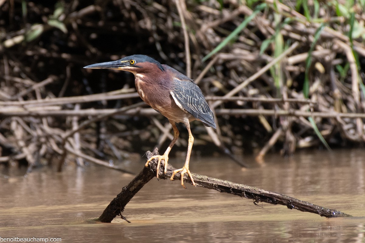 Green Heron - ML641540418