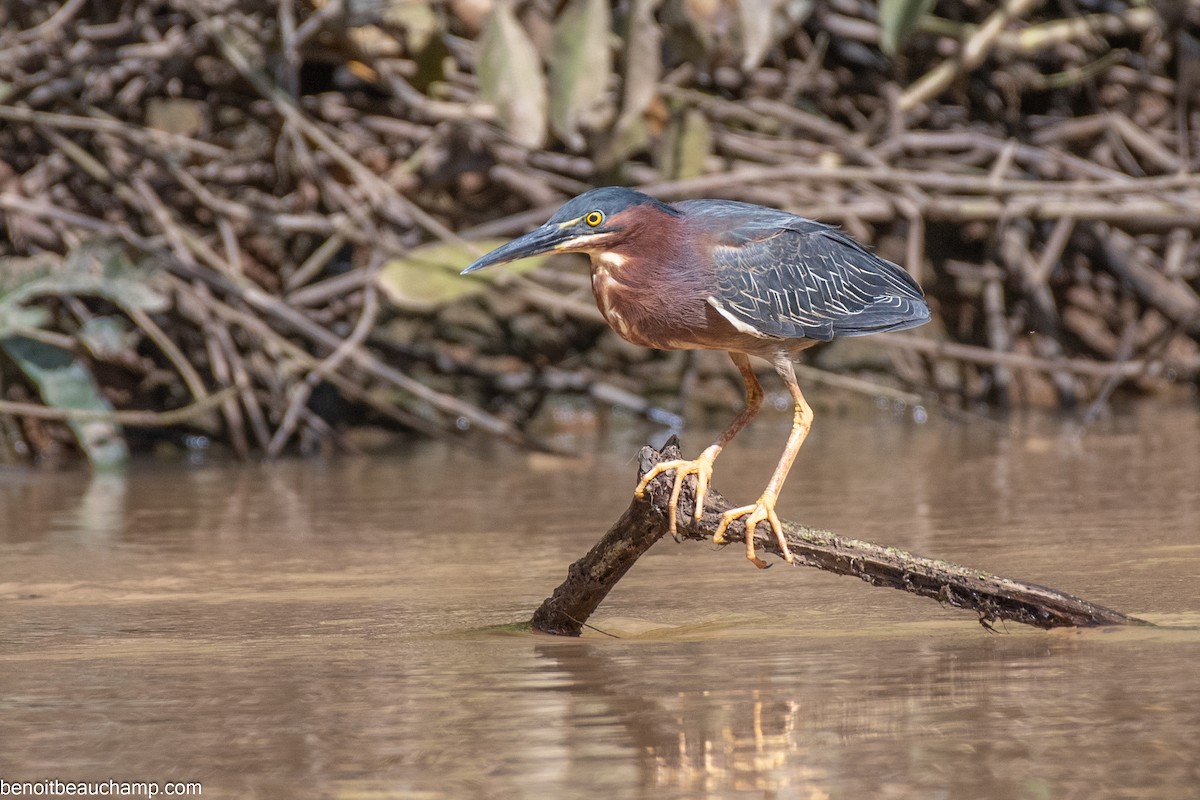 Green Heron - ML641540419