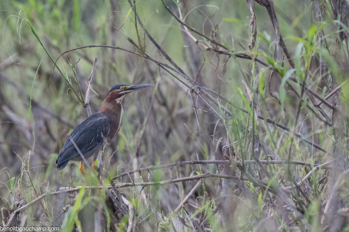 Green Heron - ML641540420