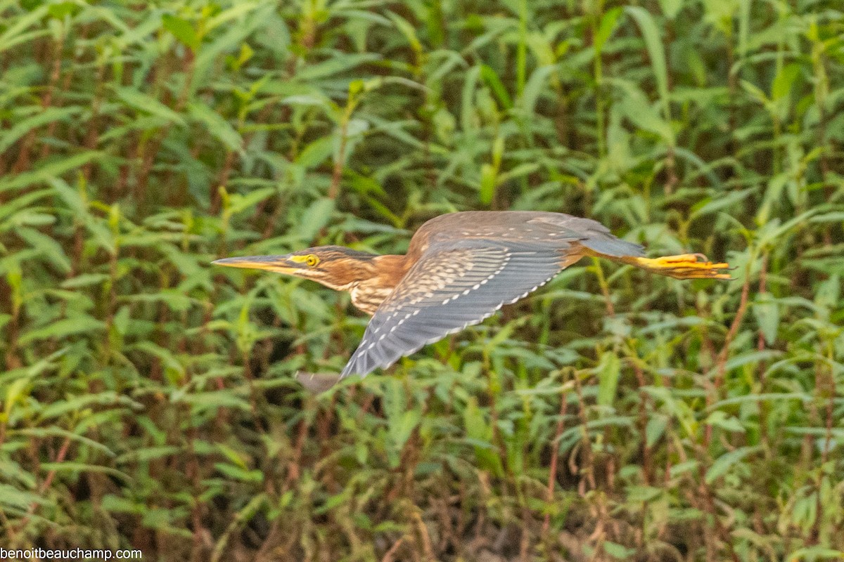 Green Heron - ML641540421