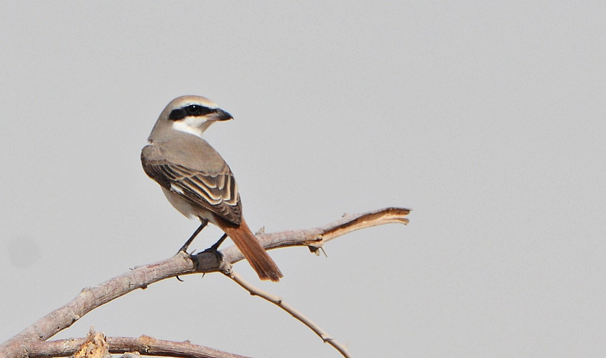 Red-tailed Shrike - ML641540426