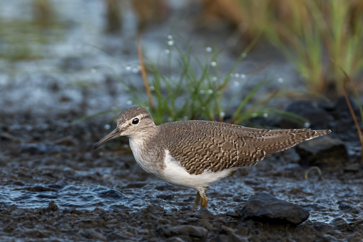 strandsnipe - ML641540445