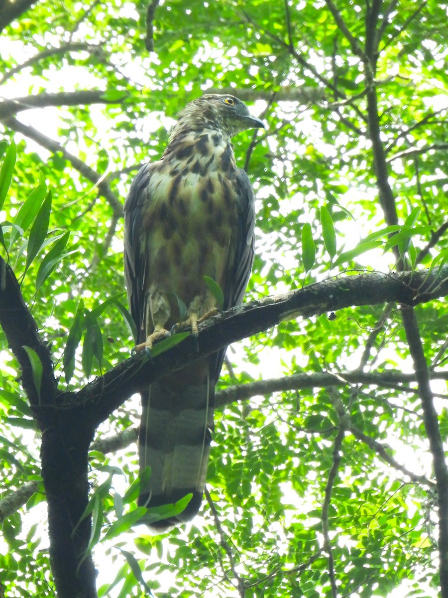 Philippine Honey-buzzard - ML641540463