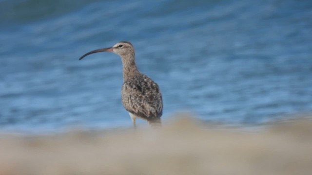 チュウシャクシギ - ML641540476