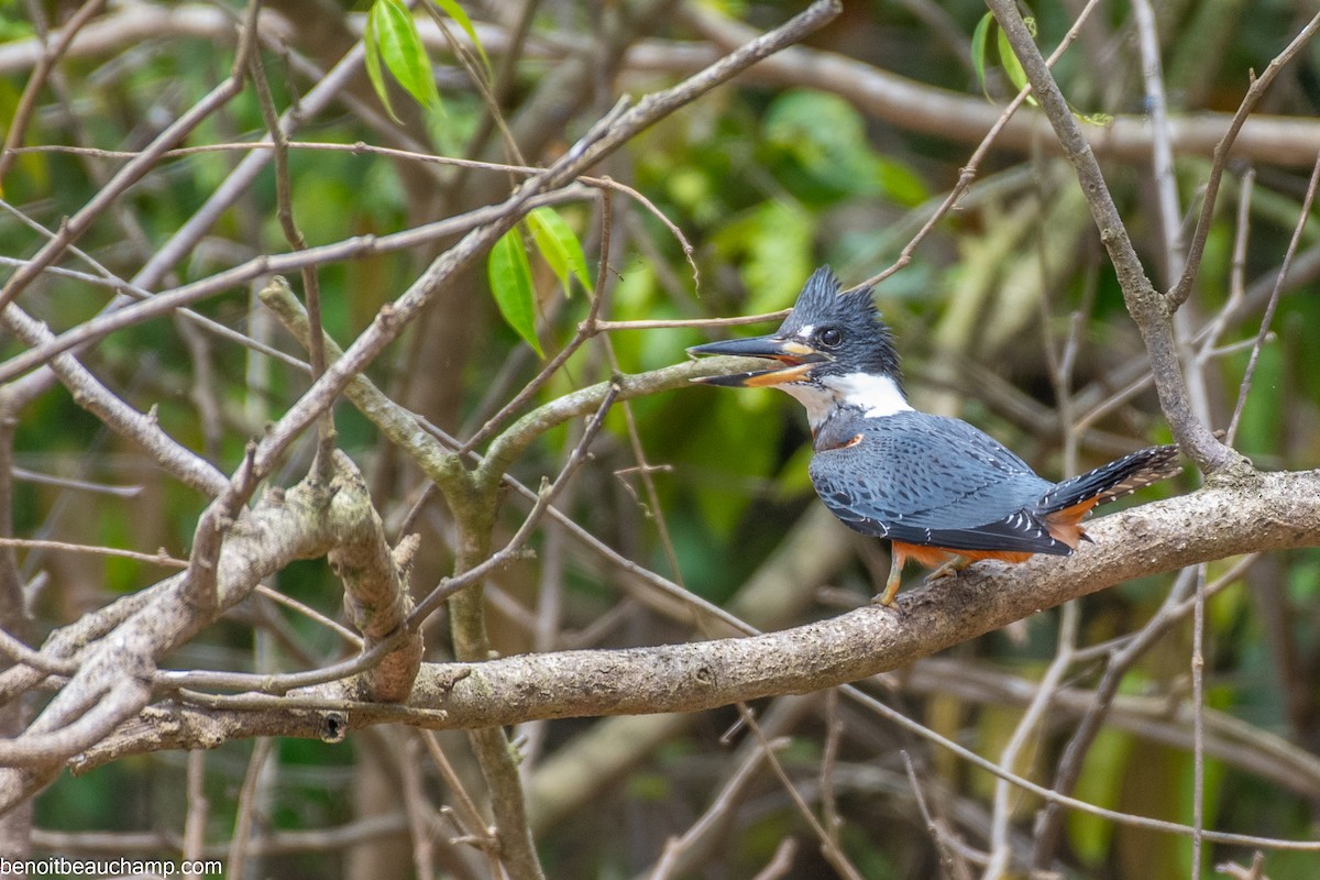 Ringed Kingfisher - ML641540491