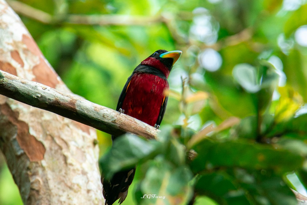 Black-and-red Broadbill - ML641540493