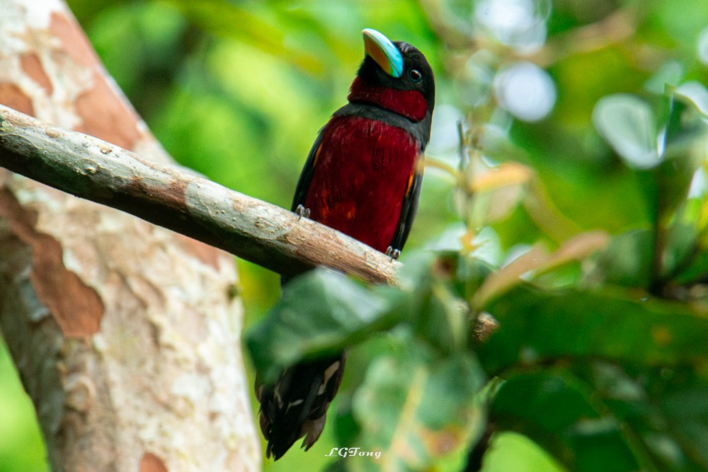 Black-and-red Broadbill - ML641540494