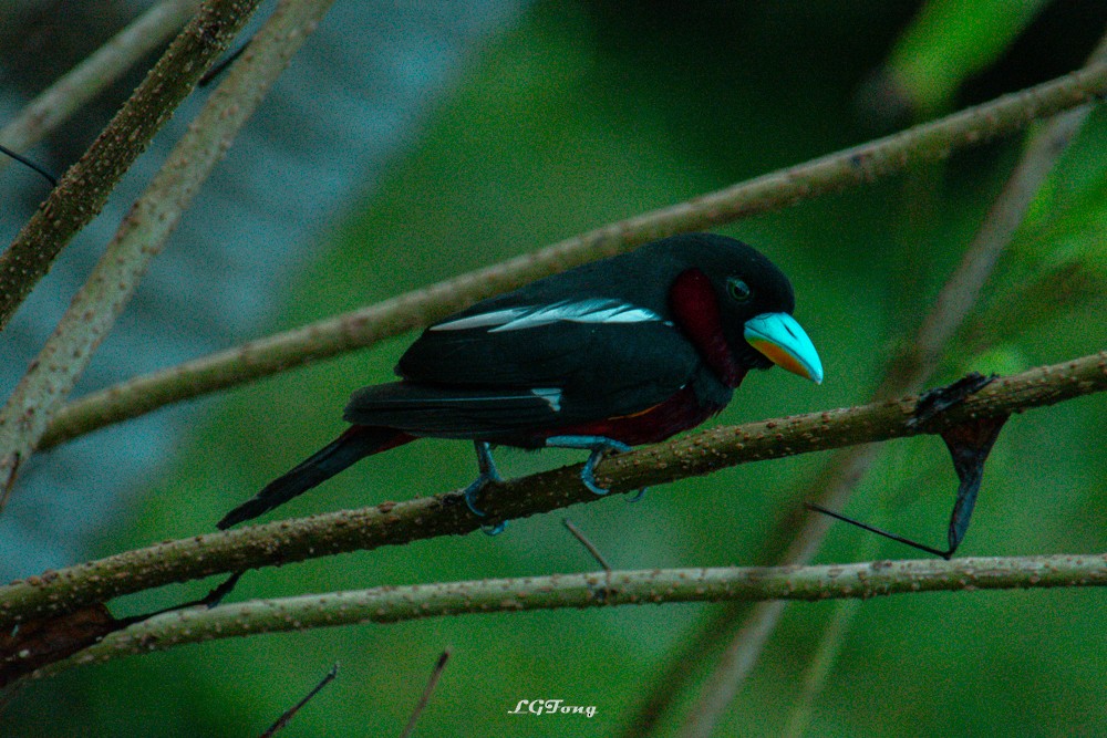 Black-and-red Broadbill - ML641540495