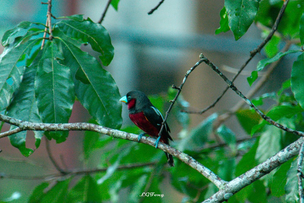 Black-and-red Broadbill - ML641540496
