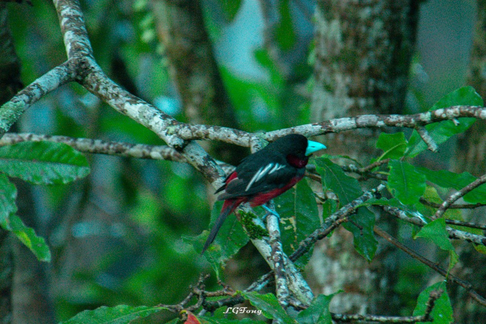 Black-and-red Broadbill - ML641540497