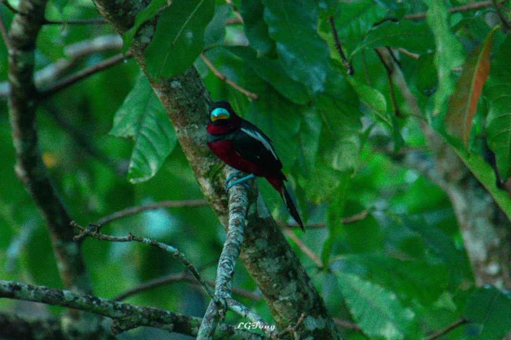 Black-and-red Broadbill - ML641540498