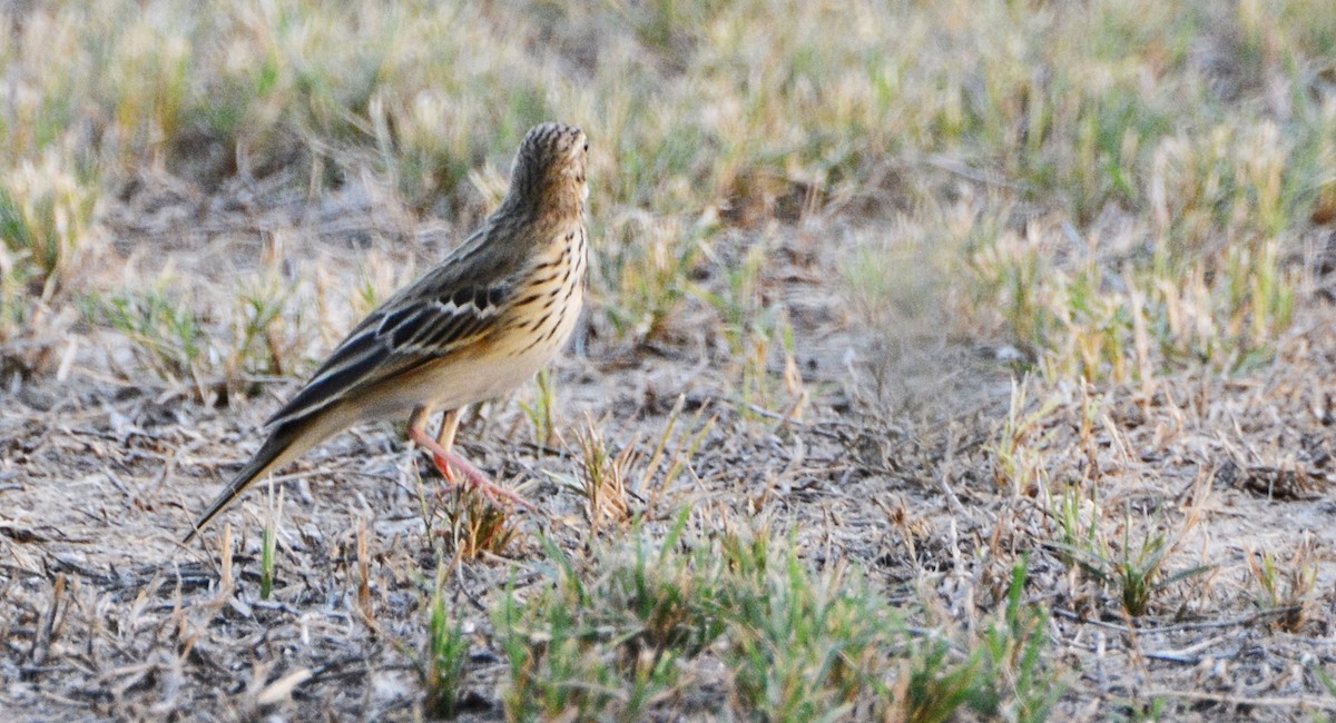 Pipit des arbres - ML641540512