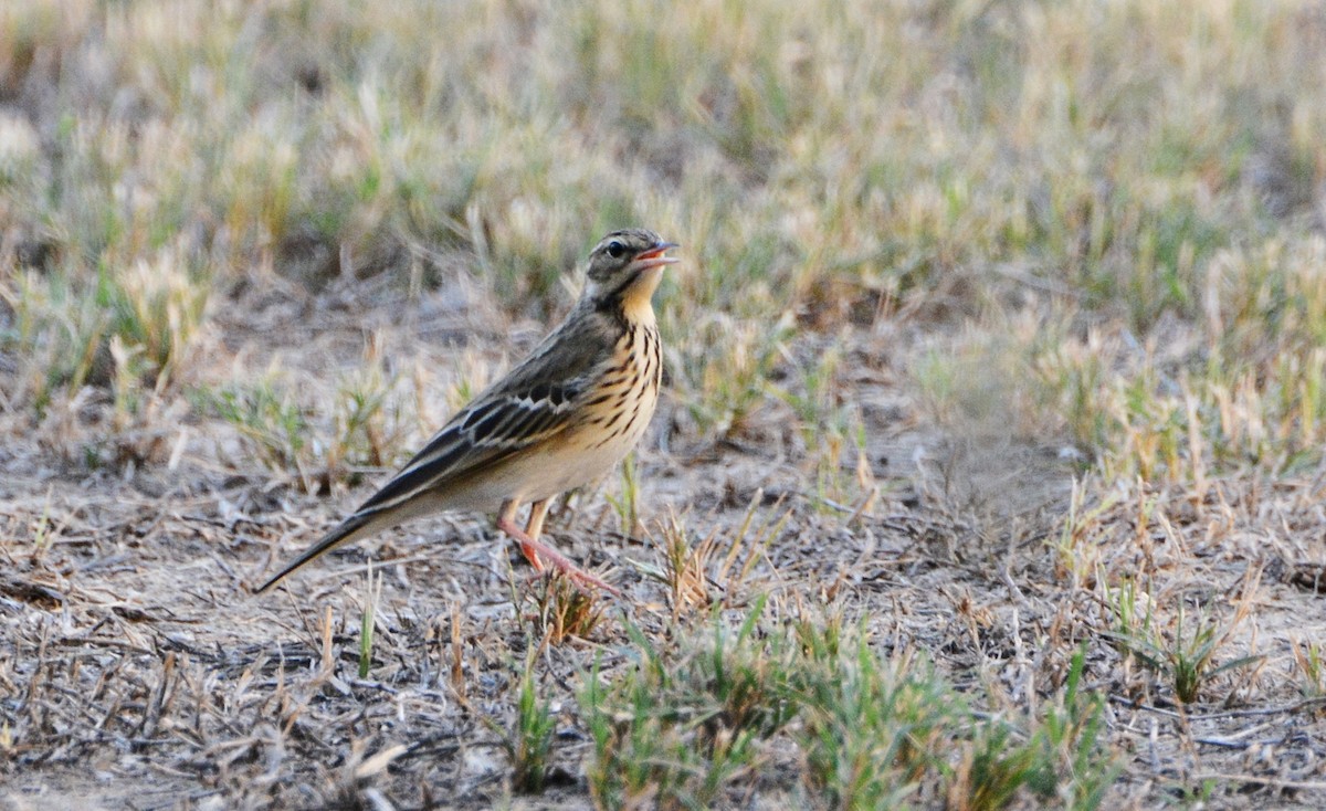 Pipit des arbres - ML641540514