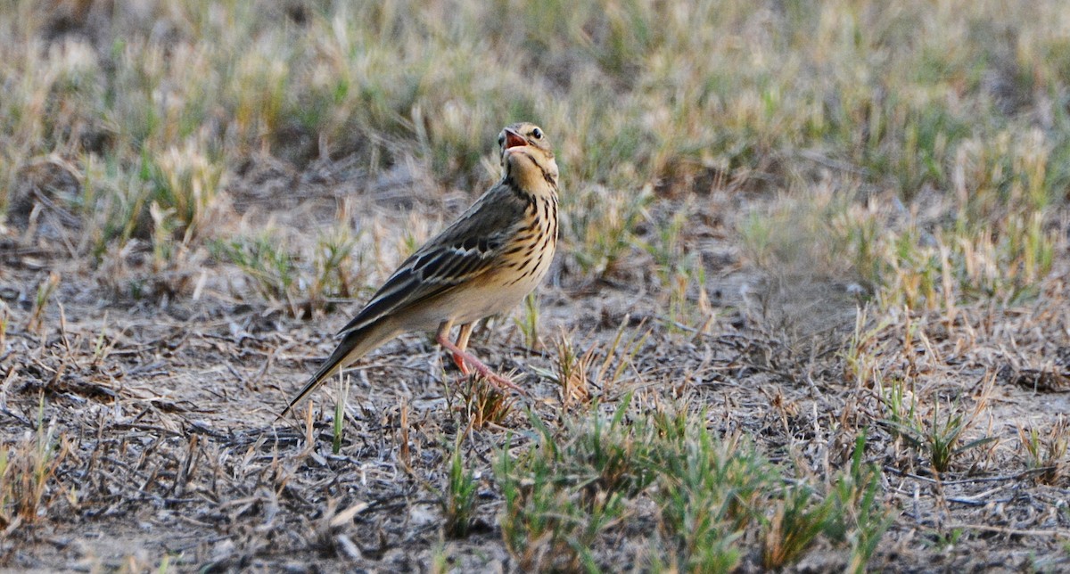 Pipit des arbres - ML641540515