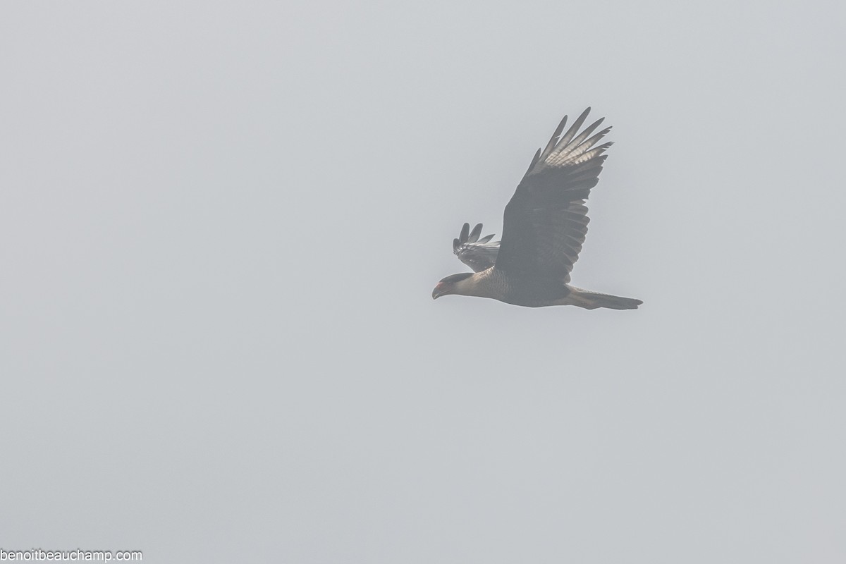 Crested Caracara - ML641540517