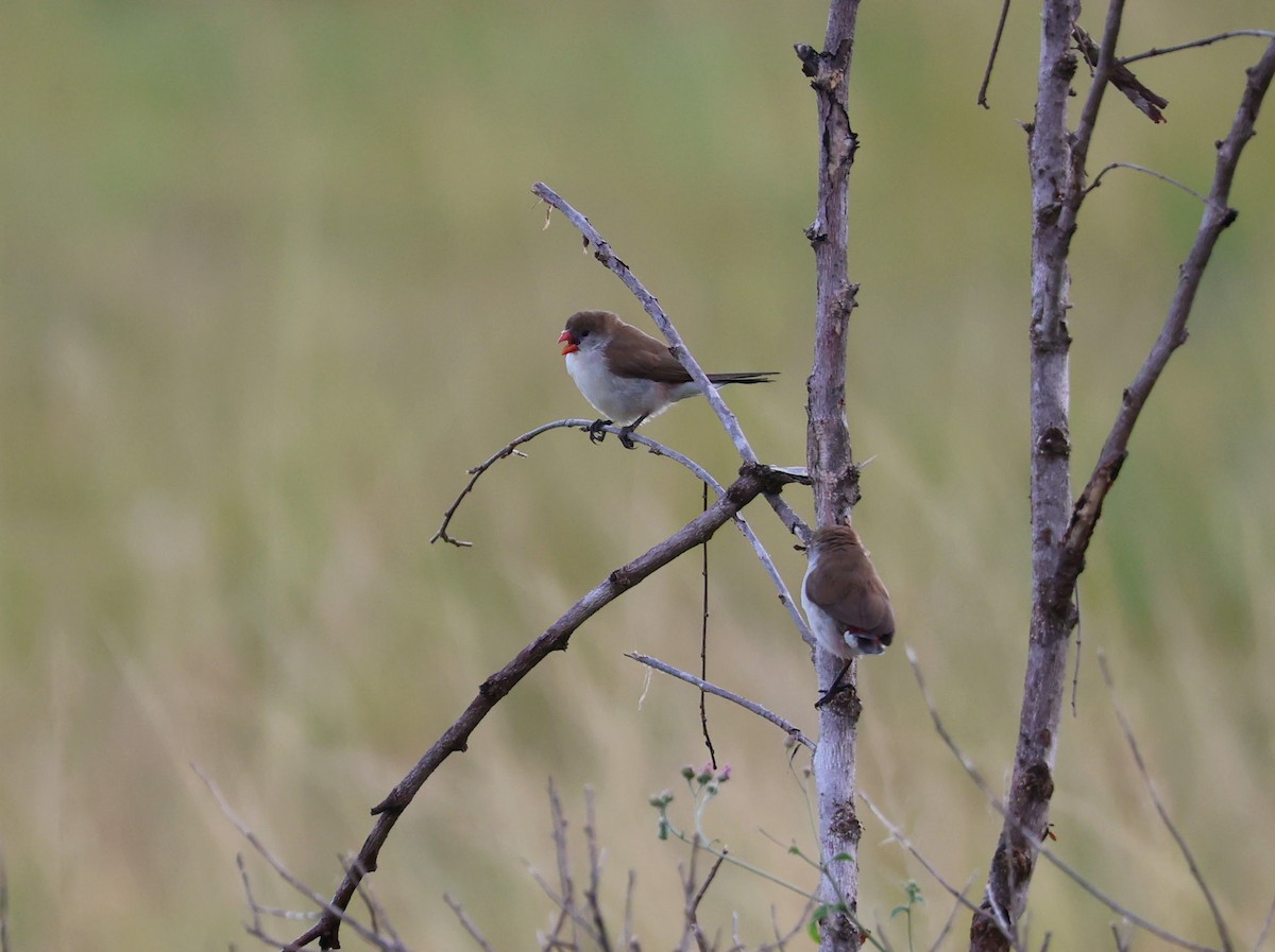 Fawn-breasted Waxbill - ML641540519