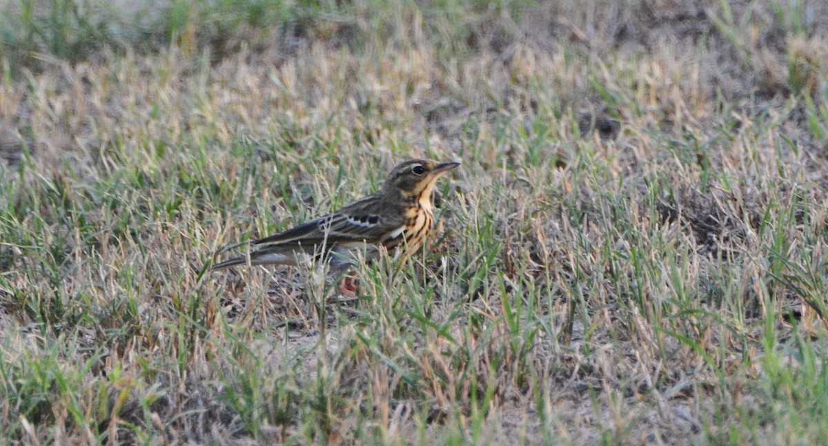 Pipit des arbres - ML641540537