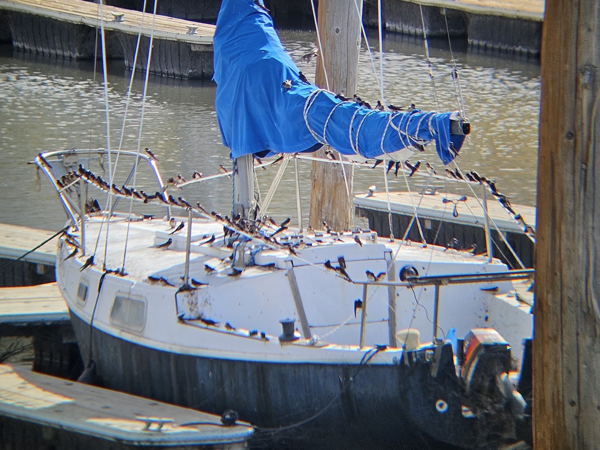 Barn Swallow - ML641540589